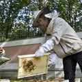 Peeter Olesk: Kersti Kaljulaid, president ei saa olla inimestele eeskujuks mesilaste pidamisel, küll aga külmkapi muretsemisel