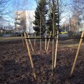 ФОТО | В парке Ряэгу в Кристийне обновили озеленение