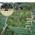FOTOD JA VIDEO | Priske mõmmik laamendas Kuremäe elaniku aiamaal, mugis pirne ja jättis aeda karusuuruse augu
