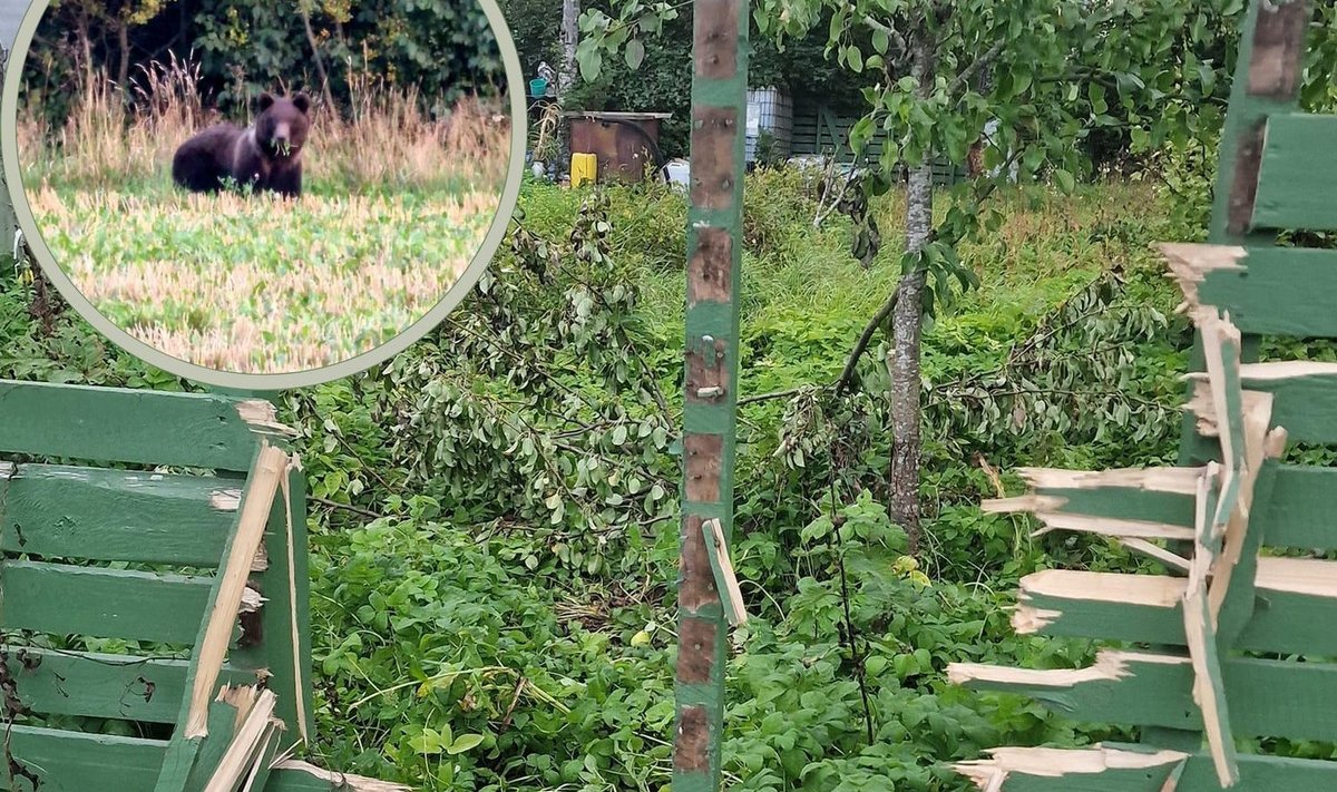 Aiast pole pärast karu külaskäiku enam suurt midagi alles