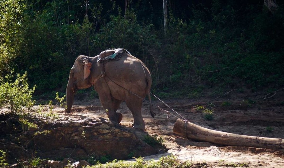 Elevant traktoriks: Lisaks koduloomana sündinuile elab Laose metsades – mis katavad kuni 47% riigi territooriumist – hinnanguliselt tuhatkond metsikut elevanti.