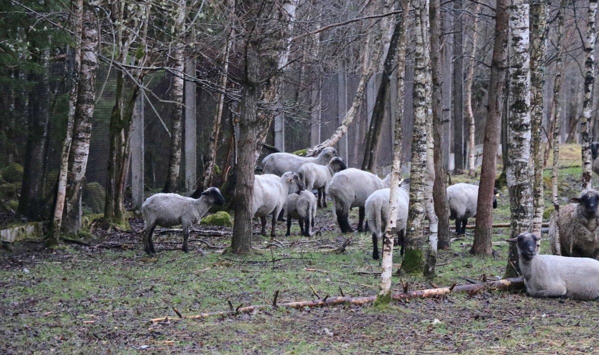 Saaremaa Ökoküla lambad.