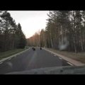 ВИДЕО: Три медвежонка перебегают дорогу в Ляэнемаа