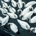 В Словакии лебеди не могут улететь с маковых полей из-за наркотического опьянения