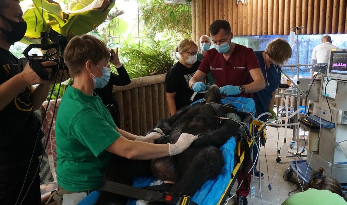 HARULDANE JA PÕHJALIK: Doktor Aleksandr Semjonov vaatab šimpansi hambaid. Diagnoos: tuleb eemaldada kattu ja õppida hambaid pesema.