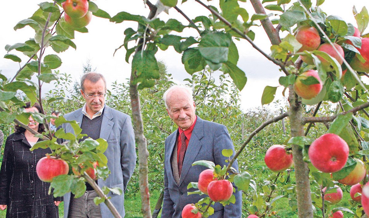 Aastal 2009 tutvustas puuviljateadlane Kalju Kask president Ilvesele Polli Aiandusuuringute Keskust. Kingiks     oma Ärma talu aeda sai president Kalju Kase aretatud õunapuuistiku.