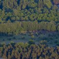 Metsandusnõukogu heakskiidu saanud metsade kaitse tegevusplaan vajab elluviimist