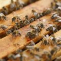 Inimtegevuse tõttu kannavad mesilased endas surmavat kokteili