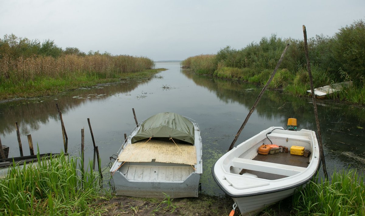 Lämmijärv