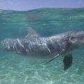 Американцы направляют в Черное море боевых дельфинов
