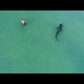 Jube VIDEO | Vaata, kuidas ujujad ja üliohtlik tiigerhai üksteise lähedalt mööduvad — kas ise julgeksid Miami Beachil ujuma minna?