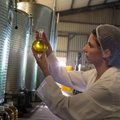 Põrgukuumuse tõttu elavad oliiviõli tootjad läbi raskeid aegu