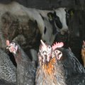 Kesk-Euroopas levib linnugripp. Liha või munade kaasa ostmine on ohtlik