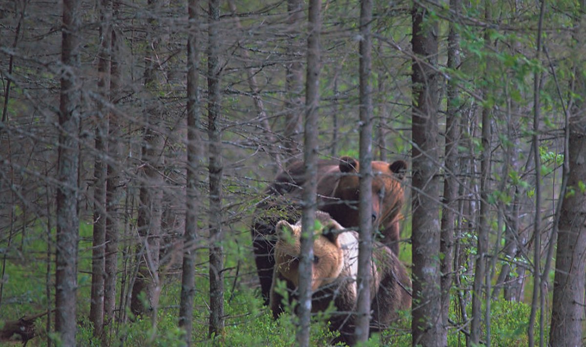 30. mail jäi kaamera  ette karupaar.  Kui emakaru üksinda  metsas kõndides  tundub tohutu suur,  siis isakaru kõrval  näikse ta üsna  nääpsuke olevat.