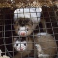 Loodusteadlased avaldavad avalikus kirjas toetust karusloomafarmide keelustamisele Eestis