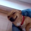 VIDEO: Need naeratavad koerad toovad naeratuse ka sinu suule!