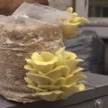 KAAMERAGA MAAL | Kunstiakadeemias loodi seentest ning saepurust vee- ja tulekindel isolatsioonimaterjal