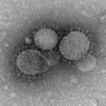 Hiljuti avastatud uus SARS-i laadne viirus levib