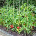 Soovid sel aastal eriti rikkalikku tomatisaaki? Järgi neid soovitusi!