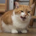 Loomaarst: veganiks muudetud kass jääb varem või hiljem haigeks
