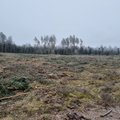 Liis Kuresoo: meie metsade seisukohast ei ole vahet, kas suure puiduvajadusega tootmine rajatakse Lätti või Eestisse