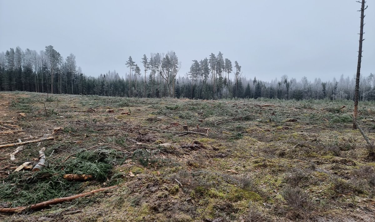RMK lageraie metsise elupaikadeks määratud aladel (08.03.24)