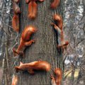 Oravapuu