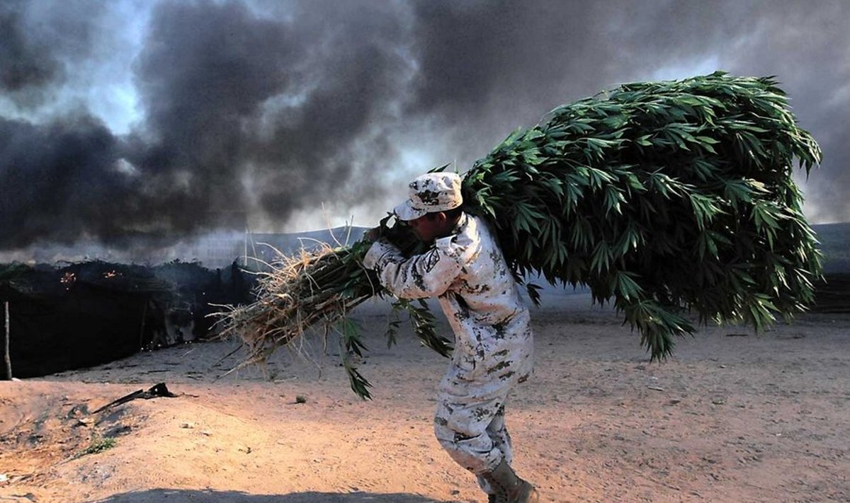 “Rahvadroog”: Autor võib küll kedagi hukka mõistmata rääkida narkoärist, kuid sellega kaasnev sõda on julmem kui mõnedki riikidevahelised konfliktid. Pildil Mehhiko sõdur a15. juulil avastatud istanduses marihuaanat leekidesse heitmas. (Reuters/Scanpix)