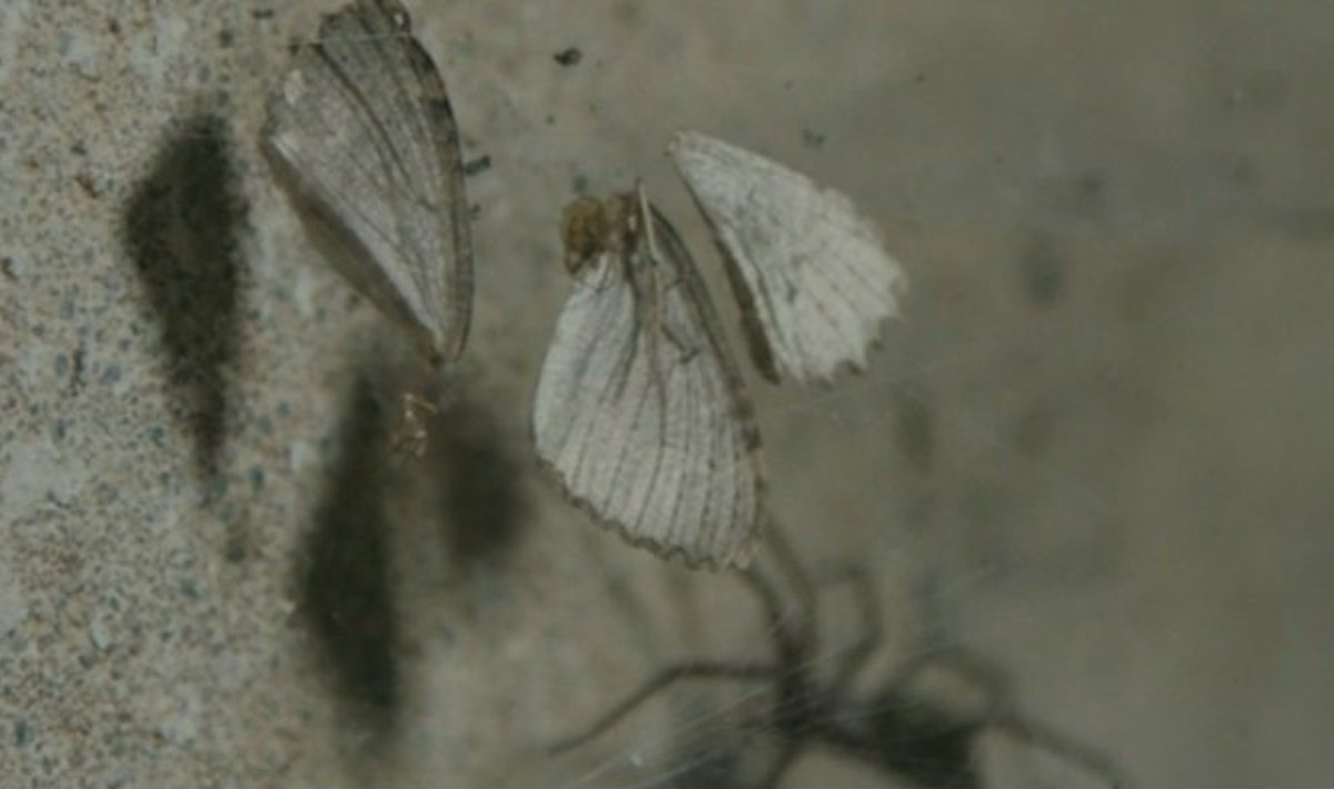 Peeter Suure merekindluse katakombides talvituvad koos nii liblikad kui ka ämblikud, kes siiski ei talvitu, vaid otivad parasjagu kõhutäit. (Foto: Osoon/ERR)