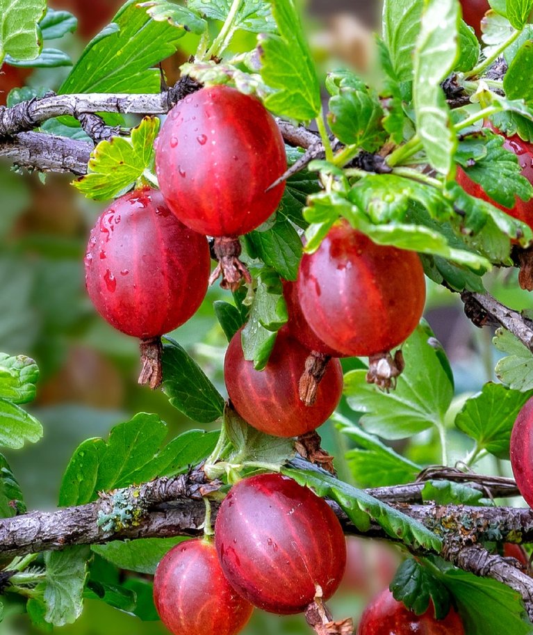 Punased viljad põõsal on ilusad ja ka väga ahvatlevad.