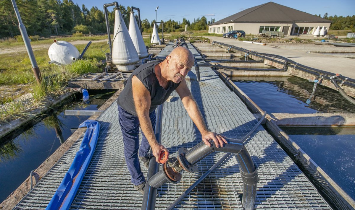 Äntu kalakasvanduses annab Hans Kruusamägi kaladele hapnikku vaid siis, kui viimane häda käes, sest elektri hind on niivõrd kallis.