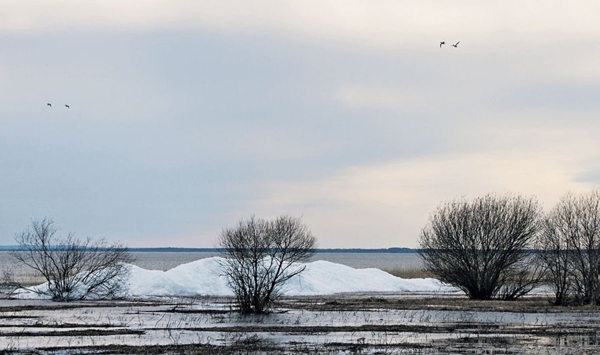 -Võrtsjärv on jääkaanest vabanenud. Järvelammil asuvas kudemispaigas krooksuvad esimesed rohukonnad. Fotod: Arne Ader (www.loodusemees.ee)
