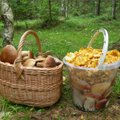 ФОТО | Грибной сезон-2022: что уже можно найти в лесах Эстонии? 