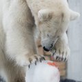 Vene teadlased: jääkarude kannibalismis on süüdi inimene