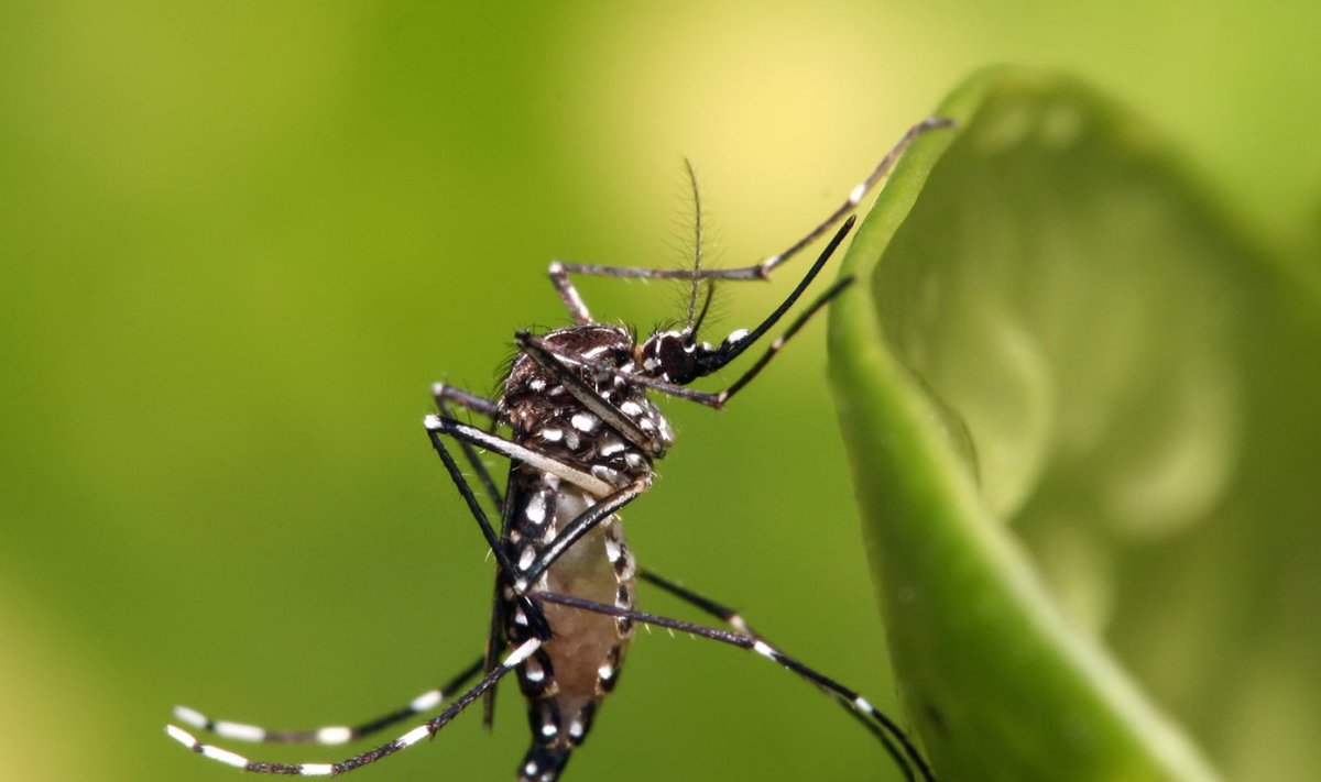 Aedes aegypti sääsk. Foto: Muhammad Mahdi Karim (www.micro2macro.net)