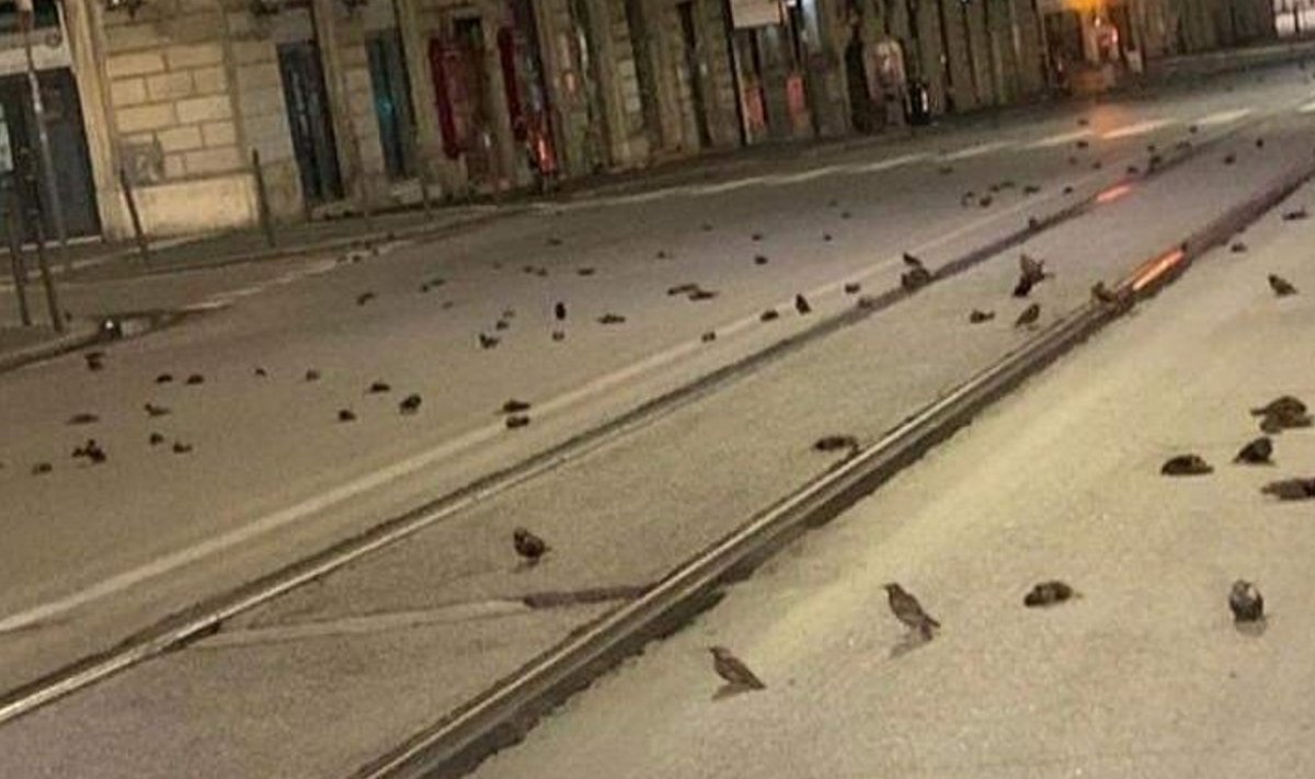 Hukkunud linnud Roomas