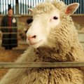 Умер Иэн Уилмут, создатель клонированной овцы Долли. Почему его открытие — одно из важнейших в ХХ веке