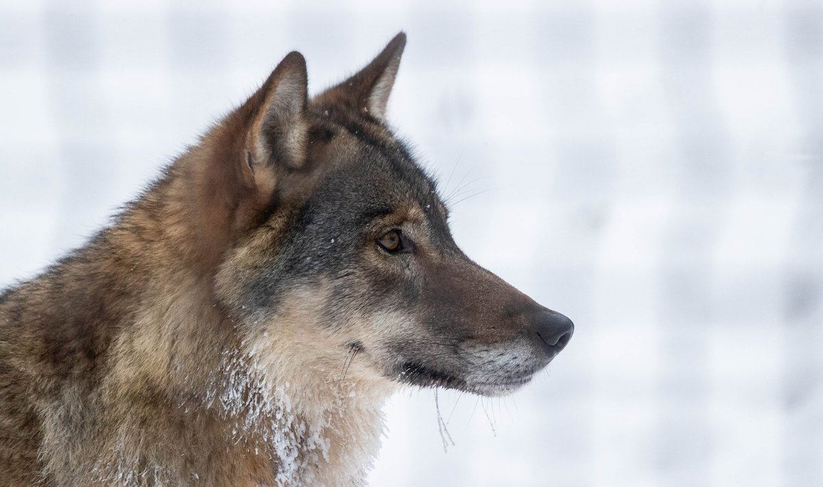 Eestis läheb hundil väga hästi ning nende arvukus on võrreldes kolme eelneva aastaga suurenenud. 