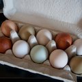 Kuni poolesaja kana pidajad pääsesid munade märgistamisest