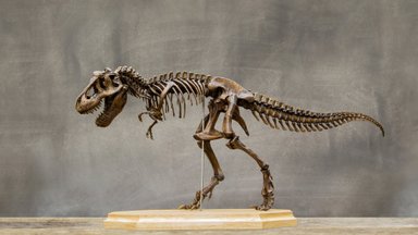 Värske uuring: türannosaurused olid oluliselt suuremad, kui teadlased seni arvasid