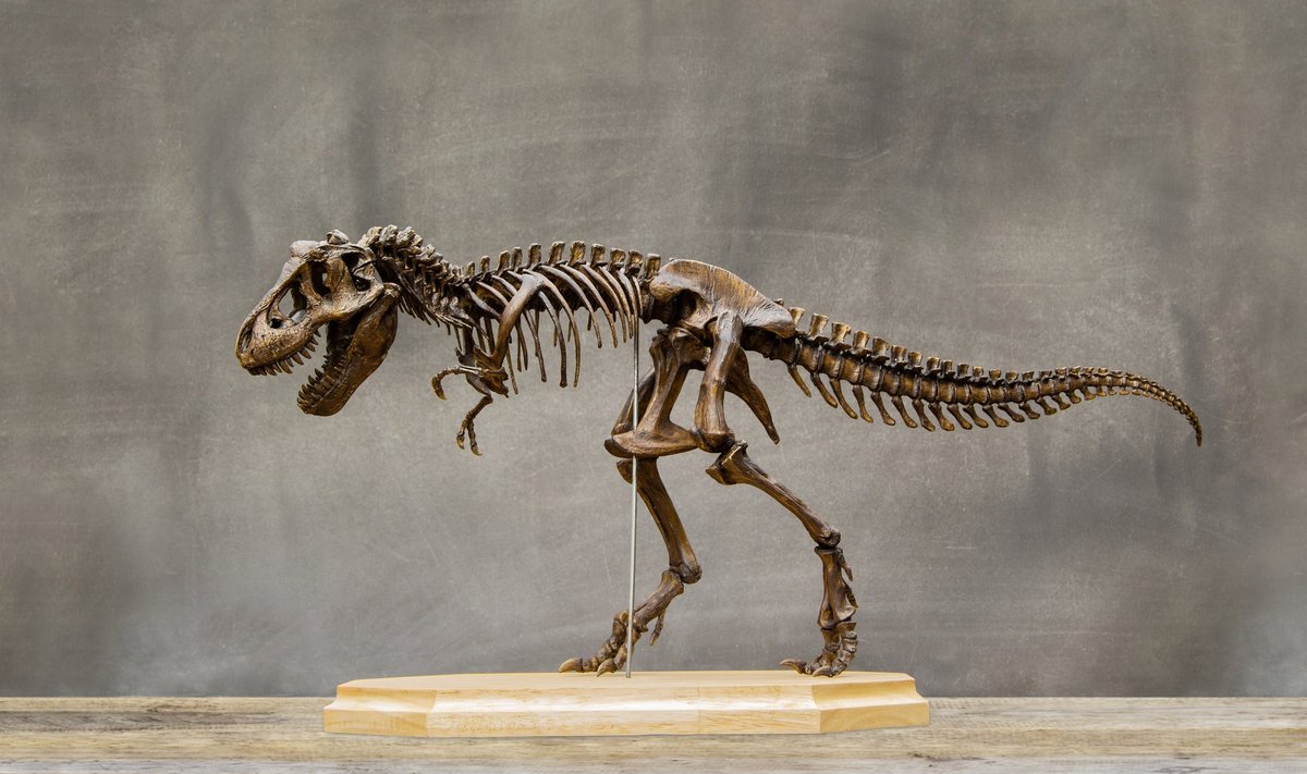 Türannosauruse skelett, mis võiks olla sarnane müüduga.