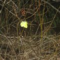 FOTOD: Selle kevade esimene kollane liblikas seikleb õues