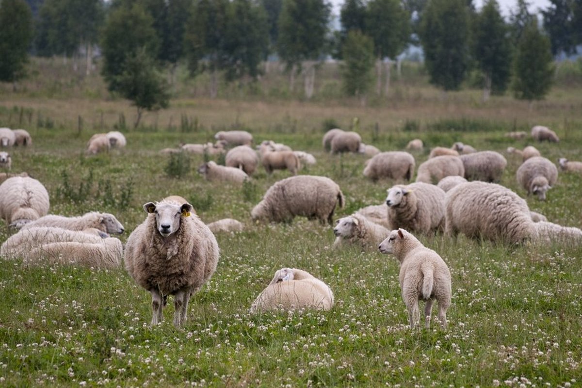 Lambakasvatajad rõõmustavad, et hundid lambaid murravad?