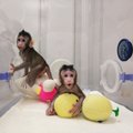 Kas peagi on järg inimeste käes? Hiina teadlastel õnnestus kloonida kaks makaaki