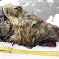 Siberi igikeltsast leiti veel jääaegsete loomade üliheas korras säilmeid