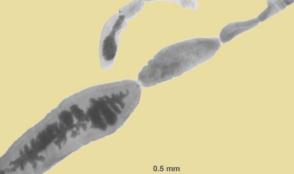 Kaks liiki: Alveokokk-paeluss ehk E. multilocularis (ülal) on ka täiskasvanud peast väike, 2-3 mm pikk, E. granulosus ehk põistang-paeluss (allpool) aga veidi pikem, 3-10 millimeetrine. Oluliseks eristamise tunnuseks eristamisel (see on näha ka fotol) on usside viimases lülis paiknev tume osa, parasiitide emakas. Alveokokk-paelussil on see kotitaoline, põistang-paelussil aga harunenud.