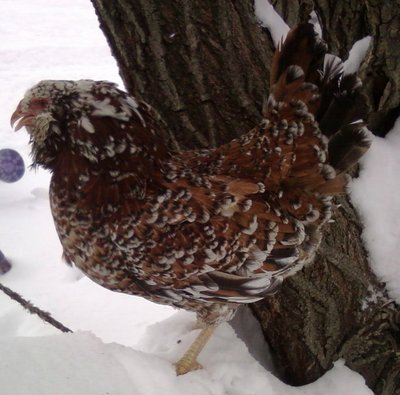 Orlov tõugu kanad taluvad hästi külma ja sobivad meie tingimustesse.