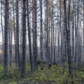 Metsakaitsjad matkasid Vorbusele protestimaks uue tselluloositehase vastu