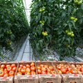 Kriminaalne lugu Raplamaal: vargad kaevasid kasvuhoone tomatitaimedest tühjaks