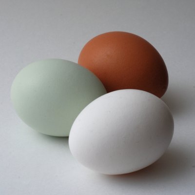  Araucana muna asub pildil vasakul. Võrreldes tavalise pruuni ja valge munaga on selle toon märgatavalt helesinine. 